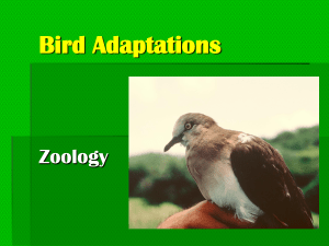 Bird Adaptations Zoology