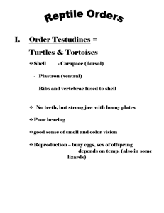 I.  Order Testudines = Turtles &amp; Tortoises