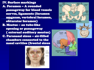 IV. Surface markings A. Foramen – A rounded passageway for blood vessels