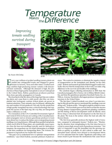 Temperature Difference Improving tomato seedling