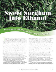 Sweet Sorghum into Ethanol T Adapting an alternative fu