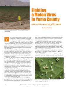 Fighting a Melon Virus in Yuma County A cooperative program with growers