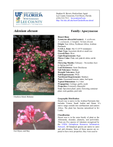 Adenium obesum  Family: Apocynaceae Desert Rose