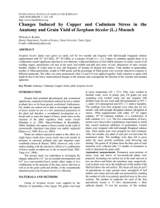 Changes Induced by Copper and Cadmium Stress in the Sorghum bicolor W A.