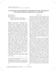 A re-examination of the phylogenetic relationship between the causal agents... carrot black rot, Alternaria radicina and A. carotiincultae