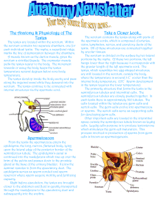 The Anatomy &amp; Physiology of The Take a Closer Look… Testes