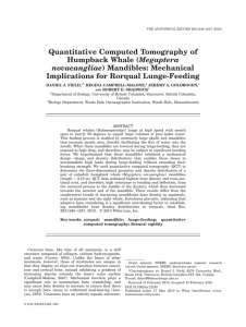 Quantitative Computed Tomography of Humpback Whale (Megaptera novaeangliae) Mandibles: Mechanical