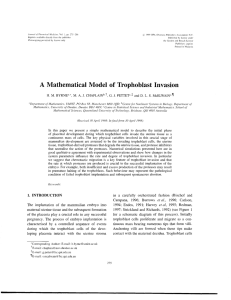 A Mathematical Model of  Trophoblast Invasion :&lt;