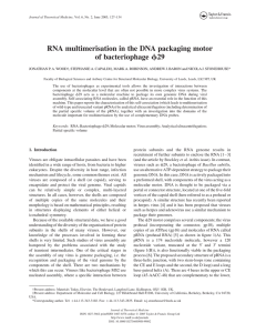 RNA multimerisation in the DNA packaging motor f