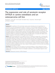 The expression and role of serotonin receptor osteosarcoma cell line