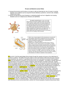 Viruses and Bacteria Lecture Notes