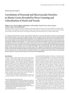 Correlations of Neuronal and Microvascular Densities Colocalization of Nuclei and Vessels