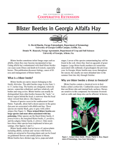 Blister Beetles in Georgia Alfalfa Hay