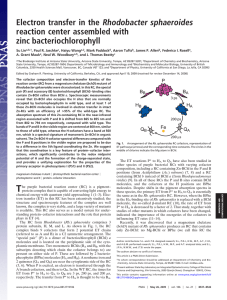 Electron transfer in the Rhodobacter sphaeroides reaction center assembled with zinc bacteriochlorophyll