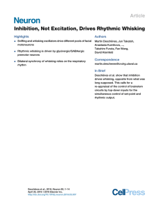 Inhibition, Not Excitation, Drives Rhythmic Whisking Article Highlights Authors