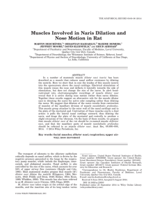 Muscles Involved in Naris Dilation and Nose Motion in Rat