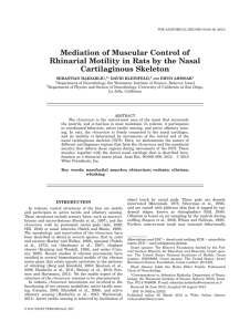 Mediation of Muscular Control of Cartilaginous Skeleton