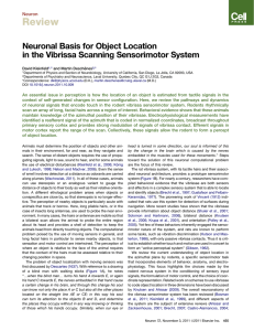 Review Neuronal Basis for Object Location in the Vibrissa Scanning Sensorimotor System Neuron