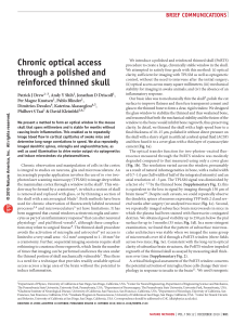 Chronic optical access through a polished and reinforced thinned skull