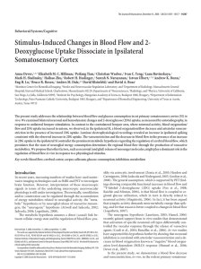 Stimulus-Induced Changes in Blood Flow and 2- Somatosensory Cortex