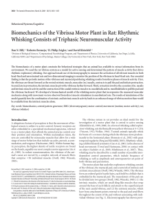 Biomechanics of the Vibrissa Motor Plant in Rat: Rhythmic