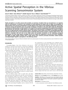 Active Spatial Perception in the Vibrissa Scanning Sensorimotor System