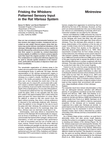 Minireview Frisking the Whiskers: Patterned Sensory Input in the Rat Vibrissa System