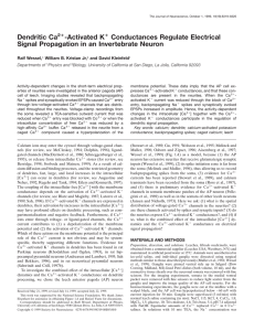 Dendritic Ca -Activated K Conductances Regulate Electrical Signal Propagation in an Invertebrate Neuron