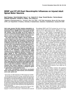 BDNF  and  NT-4/5  Exert  Neurotrophic