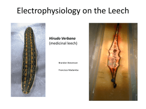 Electrophysiology on the Leech Hirudo Verbana (medicinal leech) Brandon Stevenson