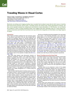 Review Traveling Waves in Visual Cortex Neuron