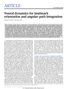 ARTICLE Neural dynamics for landmark orientation and angular path integration