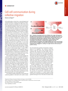 –cell communication during Cell collective migration C