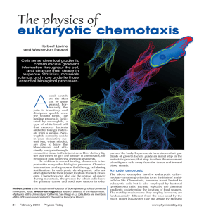 The physics of eukaryotic chemotaxis