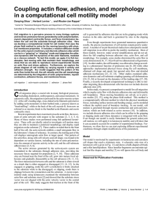 Coupling actin flow, adhesion, and morphology Danying Shao , Herbert Levine