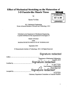 Effect  of Mechanical  Stretching on the Maturation of '&#34;M