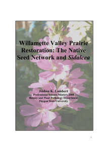 Willamette Valley Prairie Restoration: The Native Sidalcea