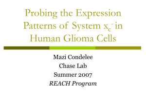 Probing the Expression Patterns of  System x in Human Glioma Cells