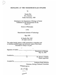 SIGNALING  AT  THE  NEUROMUSCULAR  SYNAPSE by Xuejun Zhu