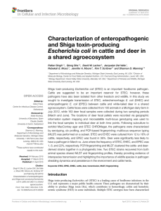 Characterization of enteropathogenic and Shiga toxin-producing in cattle and deer in