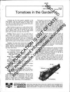 Gardeii94. Tomatoes in the