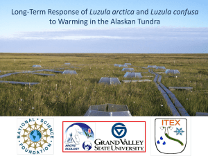 Luzula arctica to Warming in the Alaskan Tundra