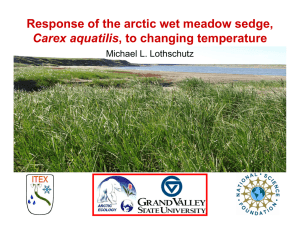 Response of the arctic wet meadow sedge, Carex aquatilis Michael L. Lothschutz