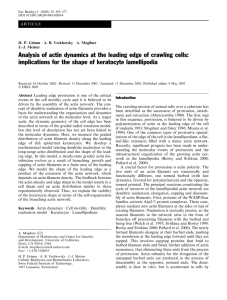 Analysis of actin dynamics at the leading edge of crawling... implications for the shape of keratocyte lamellipodia