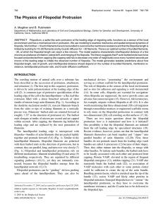 The Physics of Filopodial Protrusion A. Mogilner and B. Rubinstein