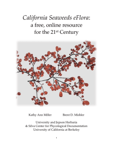 California Seaweeds eFlora a free, online resource ! for the 21 Century!