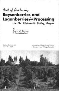 CP4od4icuiç Boysenberries and Loganberriesjo Processing Wé#neIie Va11e,