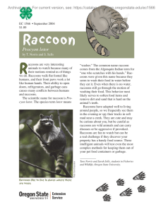 Raccoon R Procyon lotor Archival copy. For current version, see: