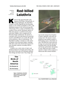 Red-billed Leiothrix