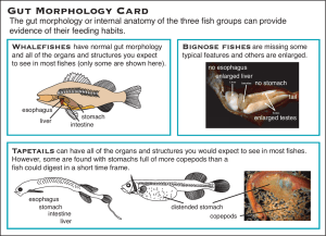 Gut Morphology Card